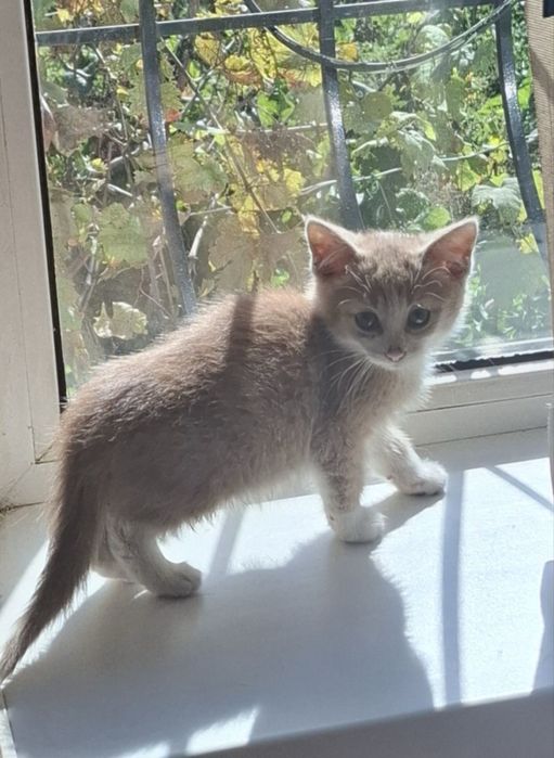 Котята в хорошие руки