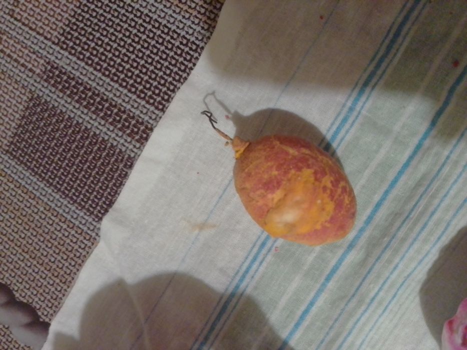 Игрушка ёлочная абрикос из ваты