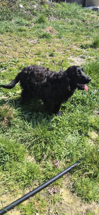 Suczka w typie spaniela