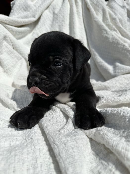 Чорний красунчик Альфред, 1,5 місяця. Кане-Корсо