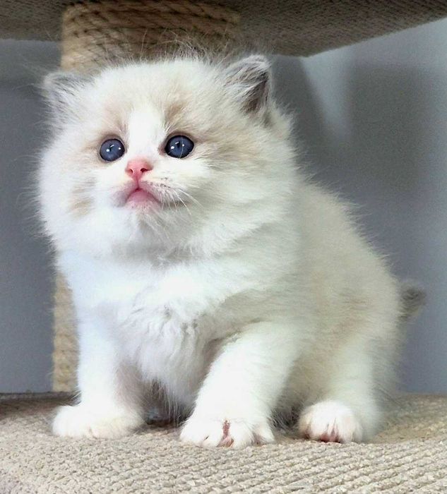 Ragdoll Kocurek Niebieski bikolor z rodowodem