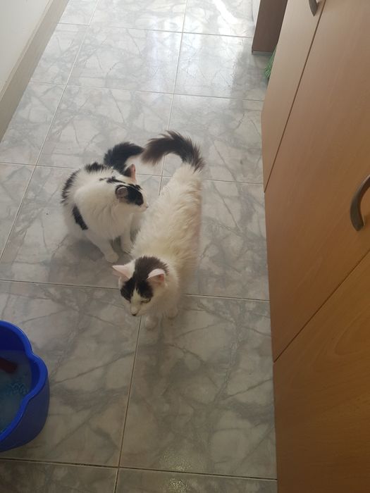2 Gatos Adultos Esterilizados para Adoção Responsável – Seixal