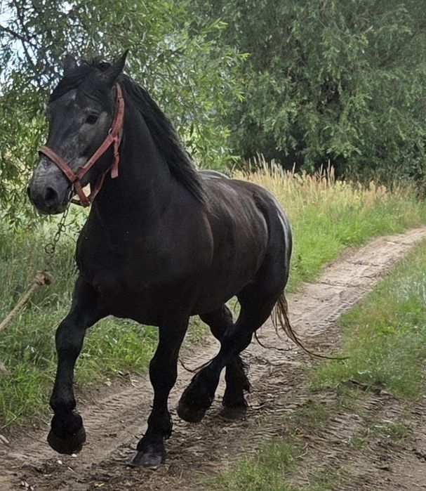 Konie ogiera źrebaki zimnokrwiste