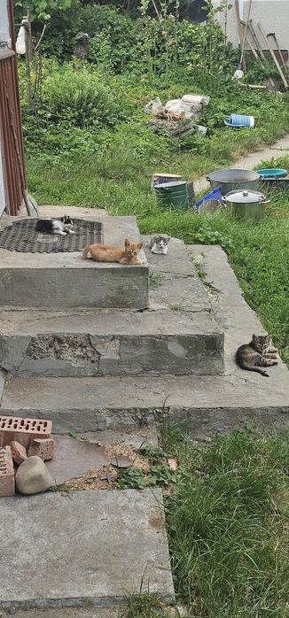 Кошенята (Бесплатно)