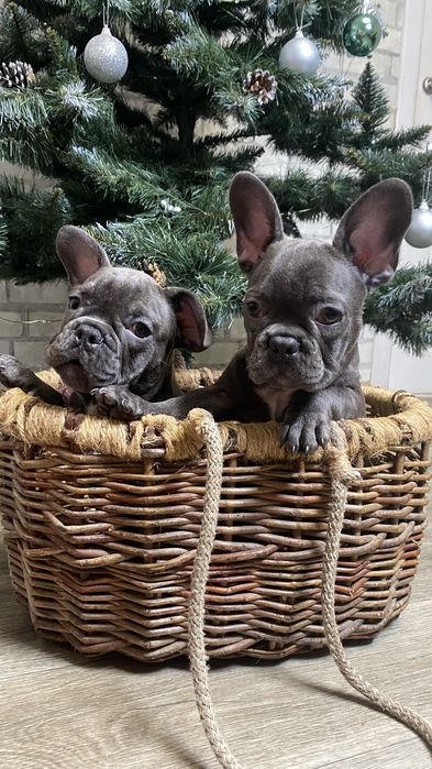 Французский будьдог