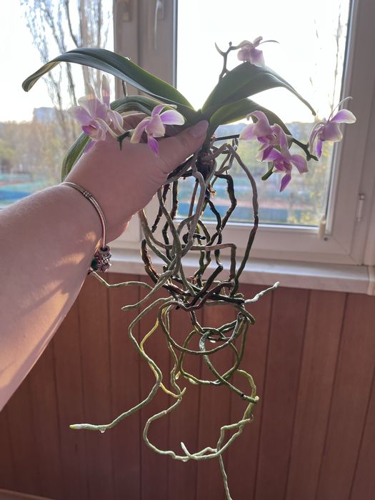 Орхидея фаленопсис