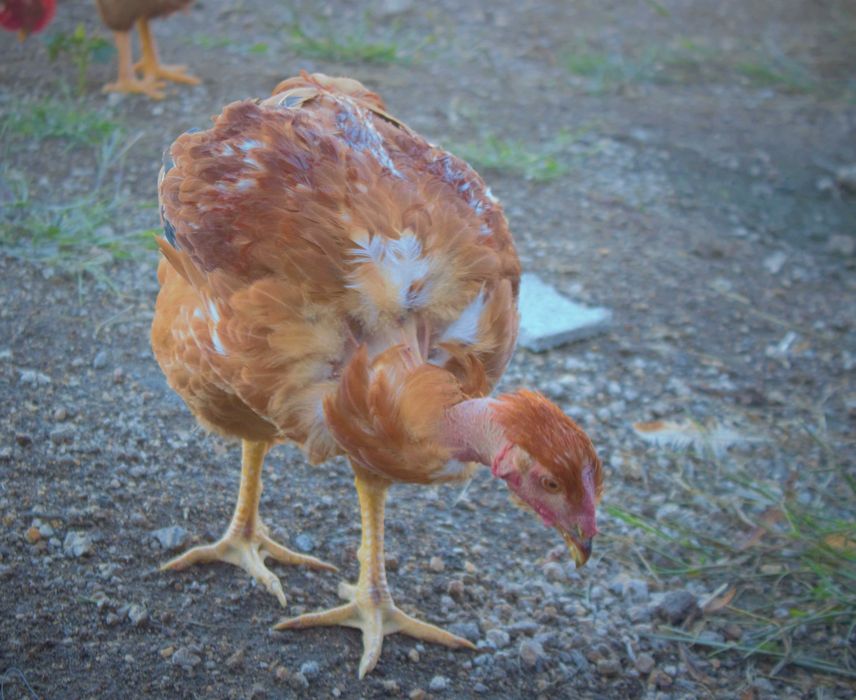 Capões (Galos Castrados) para recriação