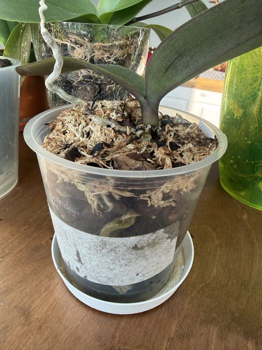 Продам орхідею Wedding dress