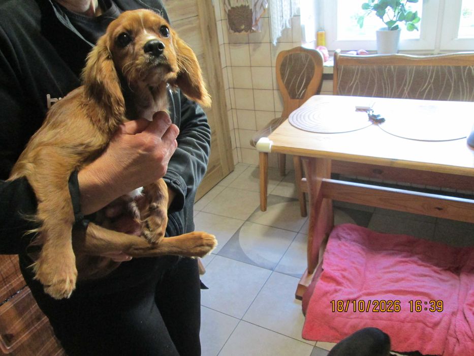 Sprzedam ślicznego pieska cavaliera ruby