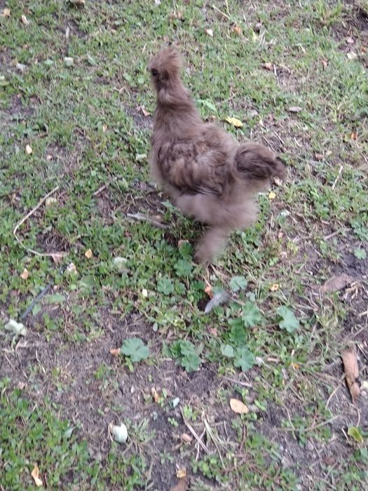 Silka jedwabista kogut silki  drób  ozdobny