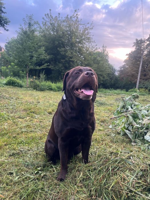 Шоколадний лабрадор шукає подругу для в'язки
