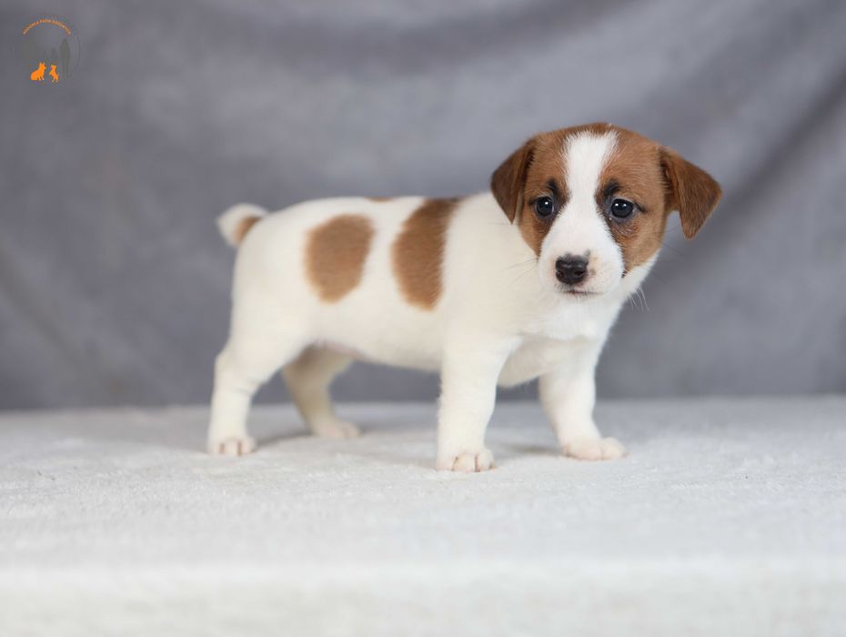 Jack Russell Terrier ZKwP FCI  w. krótki