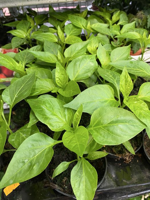 Papryka ostra sadzonka DE CAYENNE