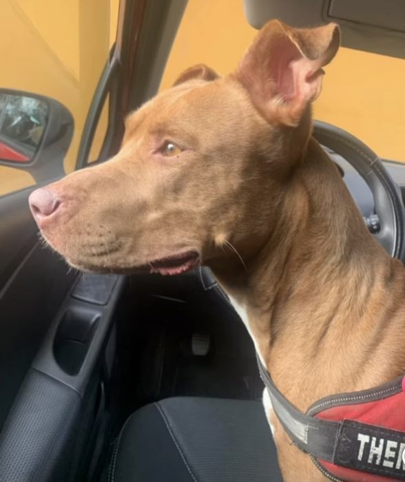 Menina pitbull de 5 aninhos para adopção