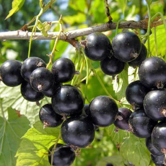 Продам саженцы смородины
