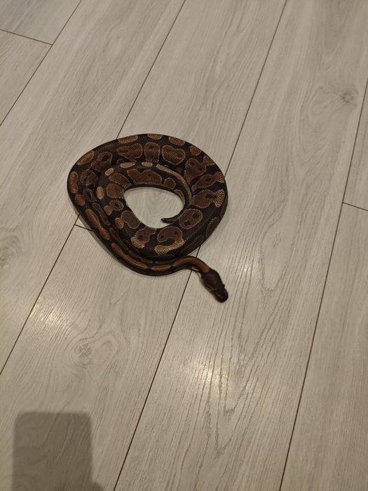 Pyton królewski około 130 cm łagodny