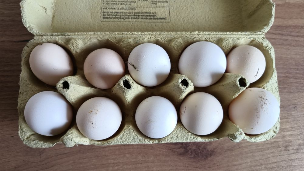 Jaja spożywcze zielononóżka wolny wybieg