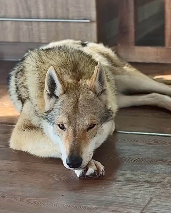 Волк, вовк,волчак