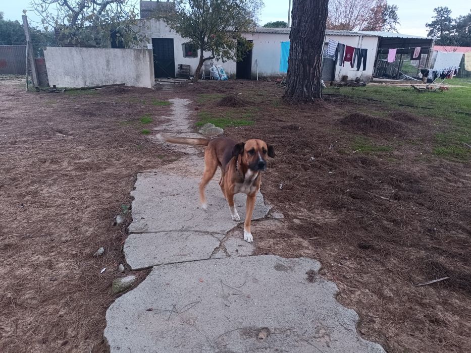 Cão para adoção bom guarda e muito meigo
