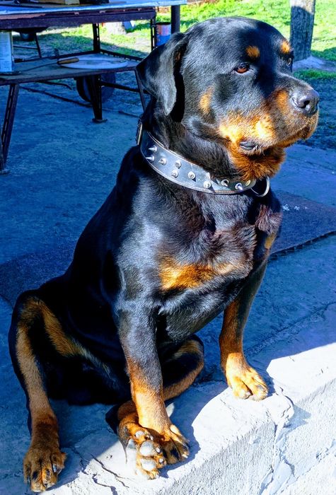 Ротвейлер для вязки