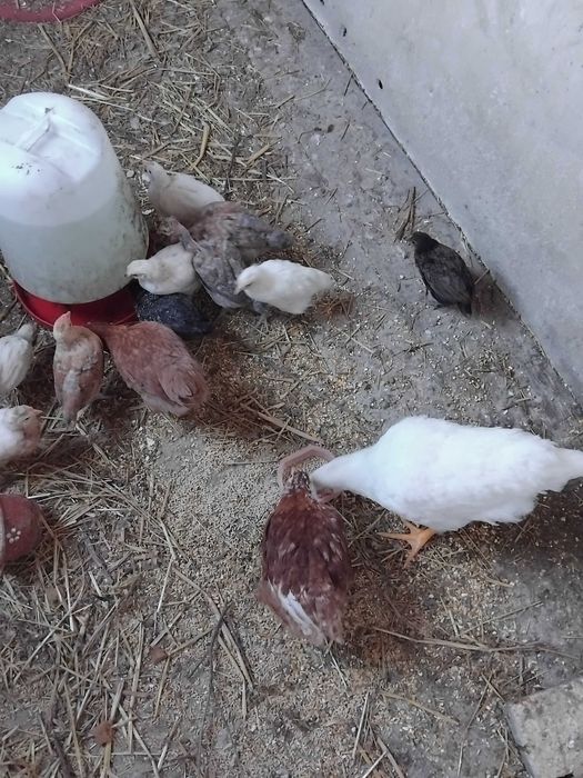 Galos e pintos machos de várias raças e idades