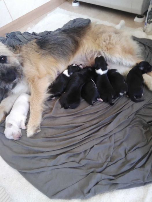 Цуценятка в хороші руки до люблячих господарів