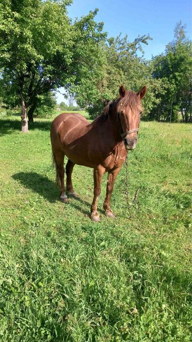 Продам красуню ,14 років ,каштанка,ціна договірна