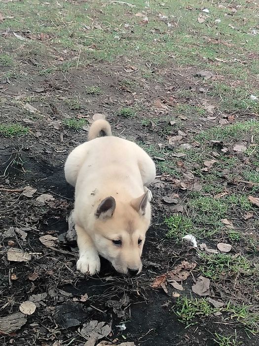 Łajka zachodniosyberyjska szczeniak