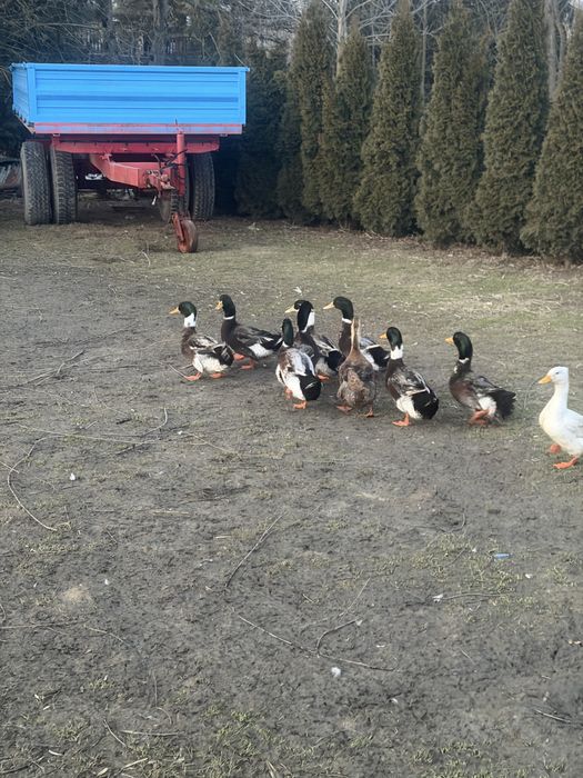 Sprzedam kaczki staropolskie