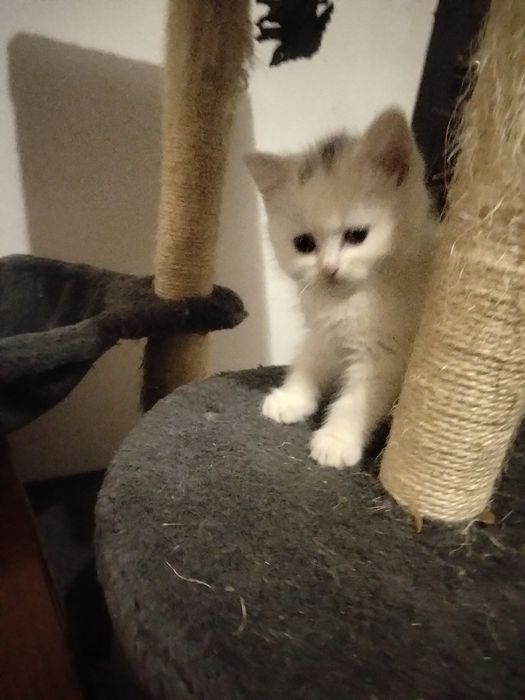 Ангорові кошенята дівчатка