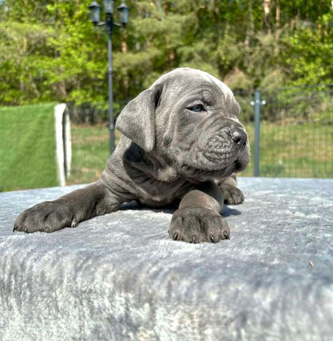 Cane Corso szczeniak  ZKwP (FCI)