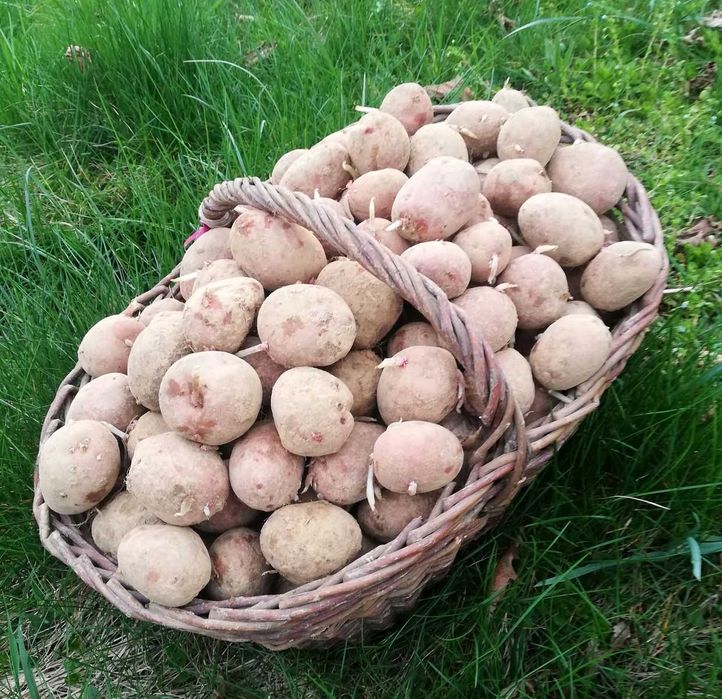 Ziemniaki sadzeniaki - Atole, Bellarosa