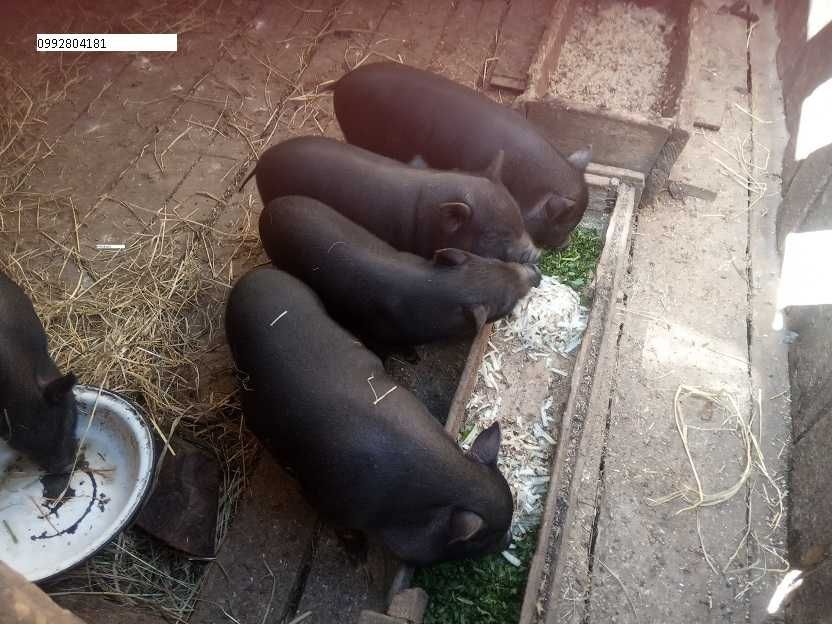 вьетнамский кабанчик