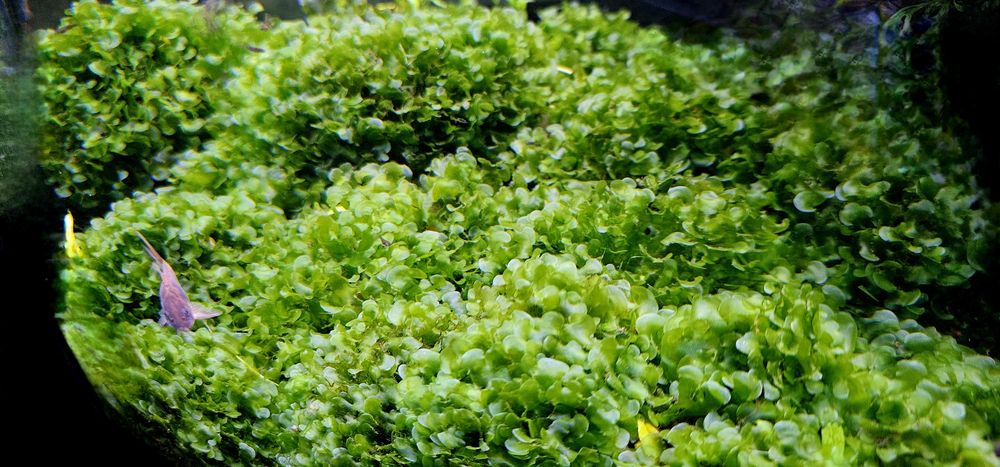 Vendo porções de 10 cm de "Musgo" 'Round Pelia'