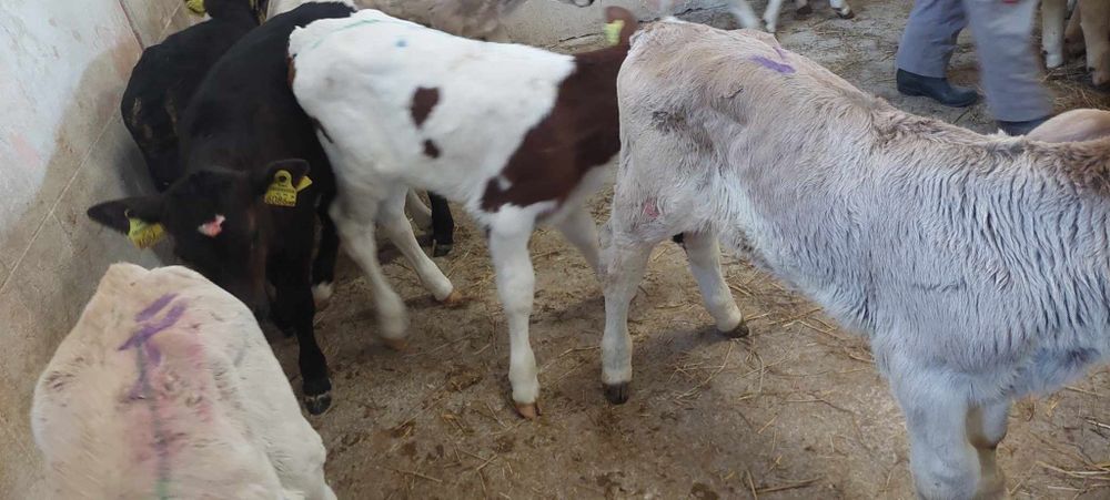 Byczki miesne cieleta