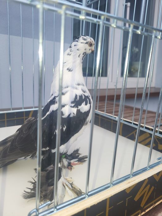 Gołębie Motyle Warszawskie