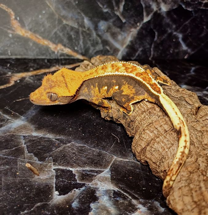 Gekon orzęsiony samiczka