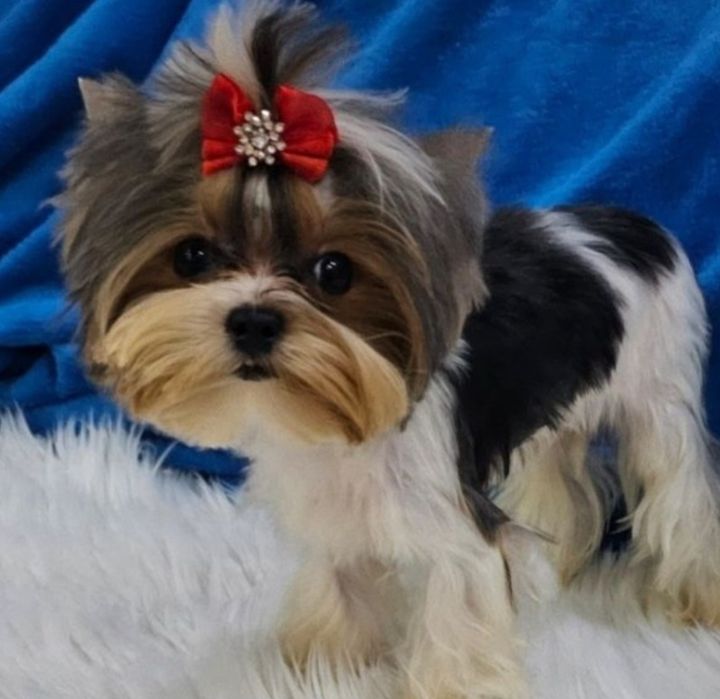 Maleńki 1200kg!!! śliczny, energiczny i wyjątkowy  chłopczyk Biewer