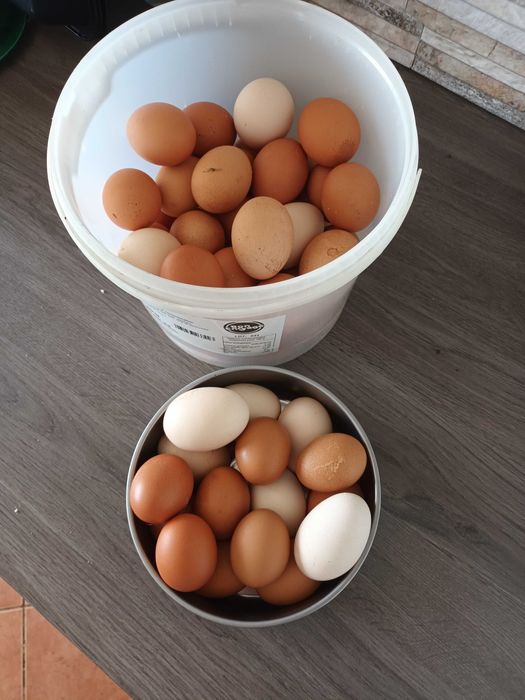 Ovos galinha caseiros