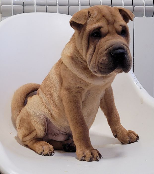 Sharpei macho bebé