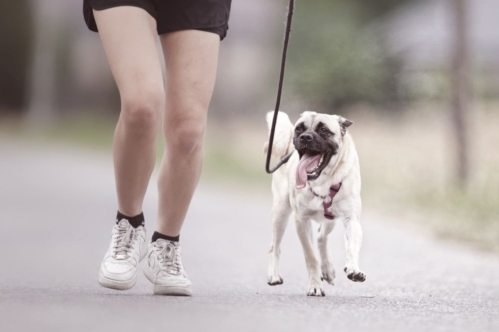 Zack, pseudo mopsik czeka na dom