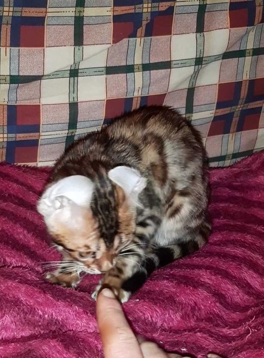 Бенгальська дівчинка BENn24