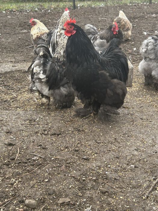 Kochin miniaturowy koguty