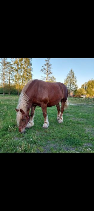 Sprzedam spokojną klacz zimnokrwistą