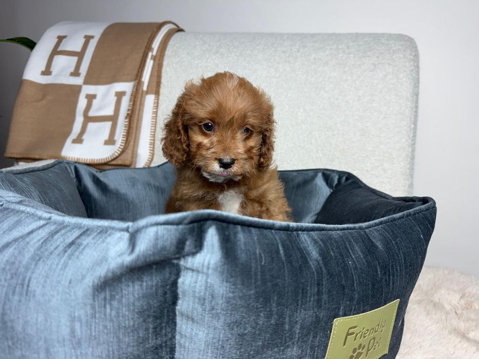 cavapoo piesek gotowy do odbioru