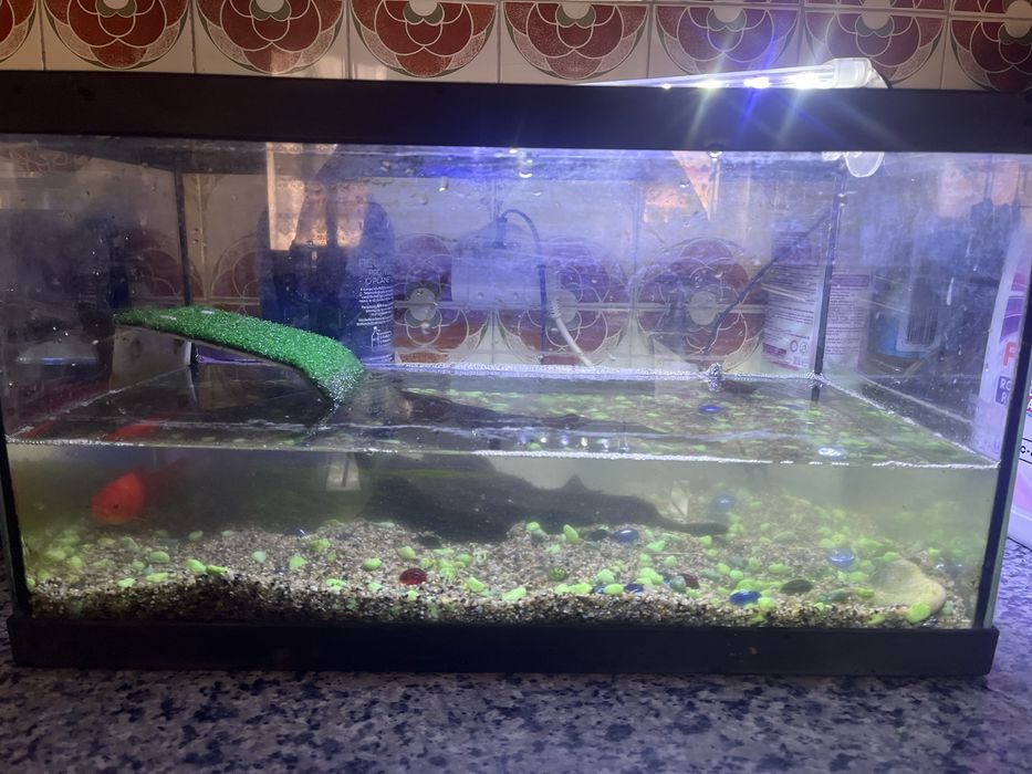 Tartaruga, peixe e acessorios