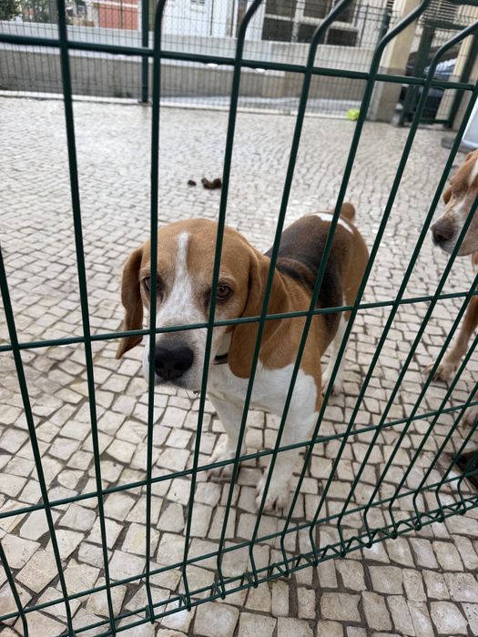 Beagle puro tricolor 6 anos para adoção