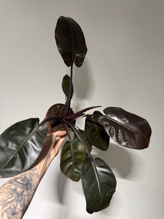 Філодендрон  Біркін, Ред, Pittieri, Пінк Біркін, Майоі, Грін