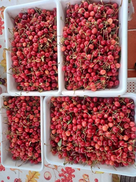 Cerejas para Revenda