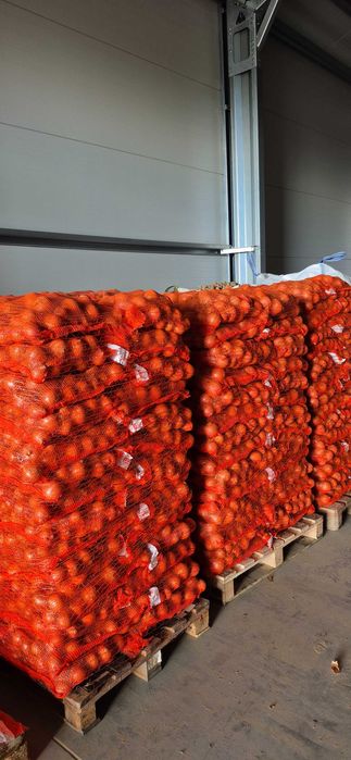 CEBULA żółta, czerwona